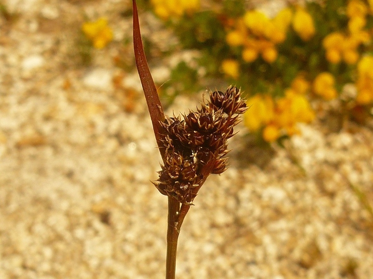 Luzula sudetica (Juncaceae)